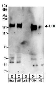 CD118 / LIF Receptor Alpha Antibody - Detection of Human and Mouse LIFR by Western Blot. Samples: Whole cell lysate (50 ug) from HeLa, 293T, Jurkat, mouse TCMK-1, and mouse NIH3T3 cells. Antibodies: Affinity purified rabbit anti-LIFR antibody (lot -Lot) used for WB at 0.4 ug/ml. Detection: Chemiluminescence with an exposure time of 3 minutes.