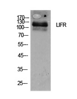 CD118 / LIF Receptor Alpha Antibody - Western Blot analysis of extracts from 293 cells using LIFR Antibody.