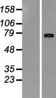 CD118 / LIF Receptor Alpha Protein - Western validation with an anti-DDK antibody * L: Control HEK293 lysate R: Over-expression lysate