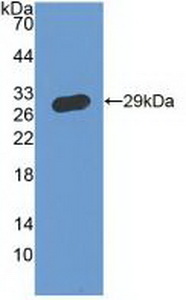 CD119 / IFNGR1 Antibody - Western Blot; Sample: Recombinant IFNgR1, Human.