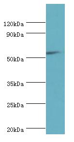 CD119 / IFNGR1 Antibody - Western blot. All lanes: IFNGR1 antibody at 2 ug/ml+mouse lung tissue. Secondary antibody: Goat polyclonal to rabbit at 1:10000 dilution. Predicted band size: 54 kDa. Observed band size: 54 kDa.