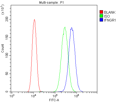 CD119 / IFNGR1 Antibody - Flow Cytometry analysis of SiHa cells using anti-IFNGR1 antibody. Overlay histogram showing SiHa cells stained with anti-IFNGR1 antibody (Blue line). The cells were blocked with 10% normal goat serum. And then incubated with rabbit anti-IFNGR1 Antibody (1µg/10E6 cells) for 30 min at 20°C. DyLight®488 conjugated goat anti-rabbit IgG (5-10µg/10E6 cells) was used as secondary antibody for 30 minutes at 20°C. Isotype control antibody (Green line) was rabbit IgG (1µg/10E6 cells) used under the same conditions. Unlabelled sample (Red line) was also used as a control.