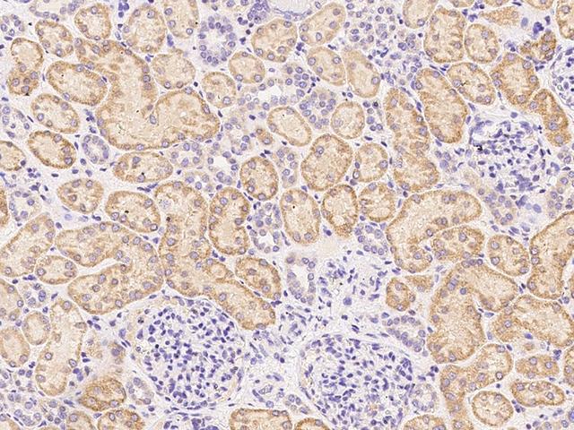 CD119 / IFNGR1 Antibody - Immunochemical staining of human IFNgR1 in human kidney with rabbit polyclonal antibody at 1:1000 dilution, formalin-fixed paraffin embedded sections.