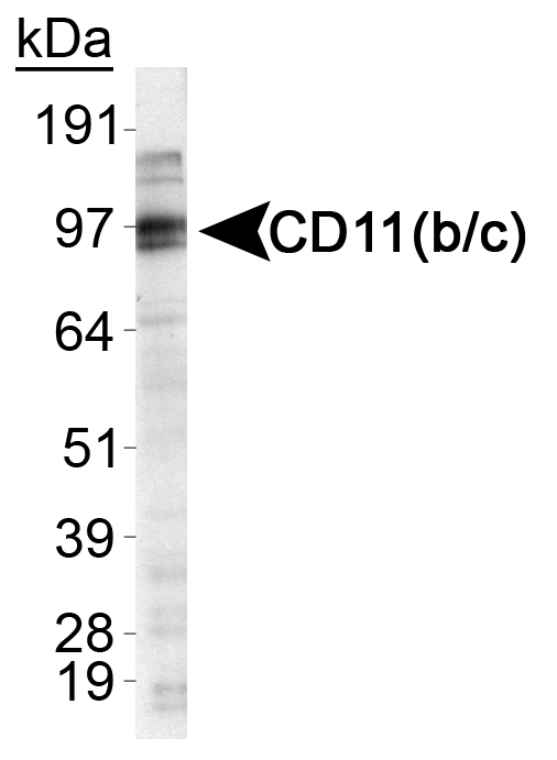CD11b + c Antibody - Detection of CD11 (b/c) in RAW 264/7 cell lysate.  This image was taken for the unconjugated form of this product. Other forms have not been tested.