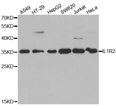 CD121b / IL1R2 Antibody - Western blot analysis of extracts of various cell lines.