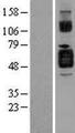 CD121b / IL1R2 Protein - Western validation with an anti-DDK antibody * L: Control HEK293 lysate R: Over-expression lysate