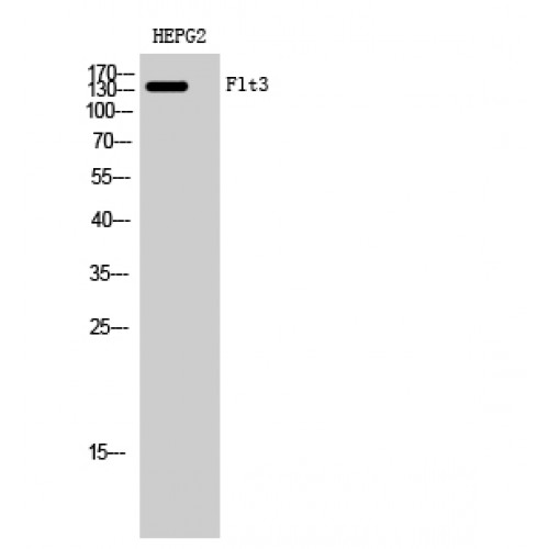 CD135 / FLT3 Antibody - Western blot of Flt3 antibody
