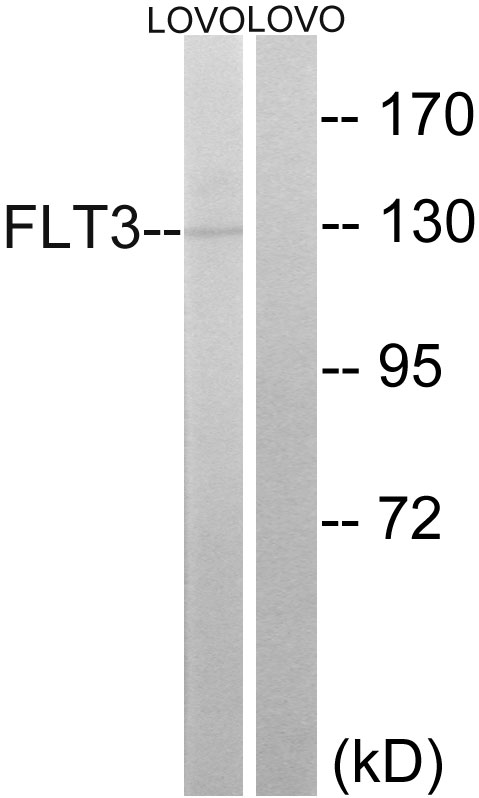 CD135 / FLT3 Antibody - Western blot analysis of lysates from LOVO cells, using FLT3 Antibody. The lane on the right is blocked with the synthesized peptide.