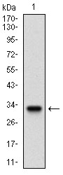 CD135 / FLT3 Antibody - Western blot using FLT3 monoclonal antibody against human FLT3 recombinant protein. (Expected MW is 32.6 kDa)
