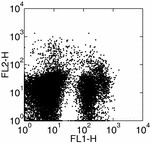 CD135 / FLT3 Antibody - Two-color surface staining of mouse bone marrow PE anti-mouse CD135 (A2F10) (right) and FITC CD45R/B220 (RA3-6B2). Total viable cells were used for analysis.