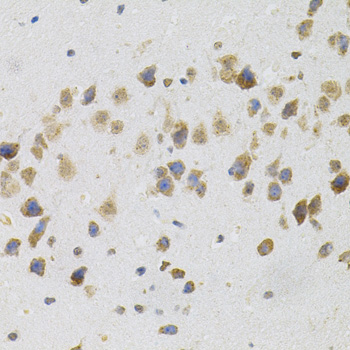CD135 / FLT3 Antibody - Immunohistochemistry of paraffin-embedded mouse brain tissue.
