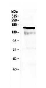 CD135 / FLT3 Antibody - Western blot - Anti-Flt3 / CD135 Picoband Antibody