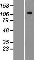CD135 / FLT3 Protein - Western validation with an anti-DDK antibody * L: Control HEK293 lysate R: Over-expression lysate