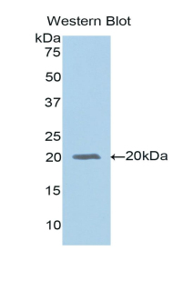 CD14 Antibody - Western blot of recombinant CD14.  This image was taken for the unconjugated form of this product. Other forms have not been tested.