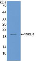 CD14 Antibody - Western Blot; Sample: Recombinant CD14, Human.