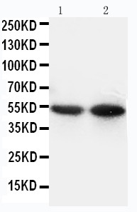 CD14 Antibody - WB of CD14 antibody. All lanes: Anti-CD14 at 0.5ug/ml. Lane 1: Mouse Thymus Tissue Lysate at 40ug. Lane 2: Mouse Spleen Tissue Lysate at 40ug. Predicted bind size: 40KD. Observed bind size: 55KD.