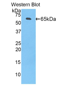 CD14 Antibody - Western blot of recombinant CD14.  This image was taken for the unconjugated form of this product. Other forms have not been tested.