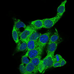 CD14 Antibody - Immunofluorescence of HepG2 cells using CD14 mouse monoclonal antibody (green). Blue: DRAQ5 fluorescent DNA dye. Secondary antibody from Fisher (Cat#: 35503)