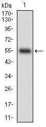 CD14 Antibody - Western blot using CD14 monoclonal antibody against human CD14 (AA: 20-214) recombinant protein. (Expected MW is 46.8 kDa)