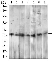 CD14 Antibody - Western blot using CD14 mouse monoclonal antibody against HepG2 (1), A549 (2), HL60 (3), RAW264.7 (4), HeLa (5), HEK293 (6) and NIH/3T3 (7) cell lysate.