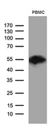 CD14 Antibody - Western blot analysis of extracts. (35ug) from PBMC by using anti-CD14 monoclonal antibody. (1:500)