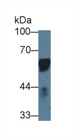 CD14 Antibody - Western Blot; Sample: Porcine Lymph node; Primary Ab: 1µg/ml Rabbit Anti-Porcine CD14 Antibody Second Ab: 0.2µg/mL HRP-Linked Caprine Anti-Rabbit IgG Polyclonal Antibody