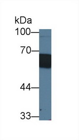 CD14 Antibody - Western Blot; Sample: Porcine Skin lysate; Primary Ab: 1µg/ml Rabbit Anti-Porcine CD14 Antibody Second Ab: 0.2µg/mL HRP-Linked Caprine Anti-Rabbit IgG Polyclonal Antibody (Catalog: SAA544Rb19