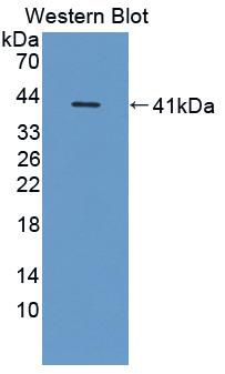 CD14 Antibody - Western blot of CD14 antibody.