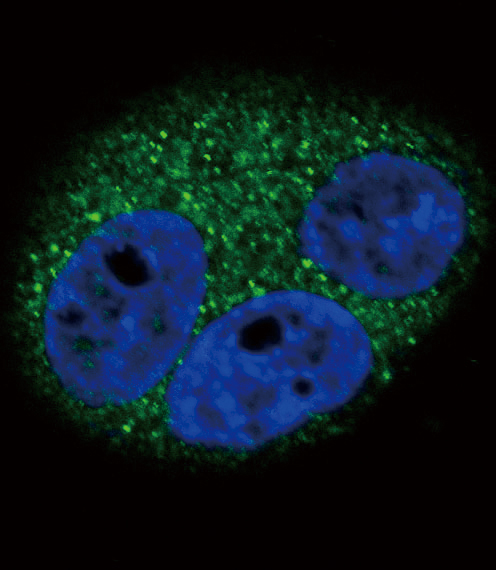 CD14 Antibody - Confocal immunofluorescence of CD14 Antibody with A549 cell followed by Alexa Fluor 488-conjugated goat anti-rabbit lgG (green). DAPI was used to stain the cell nuclear (blue).