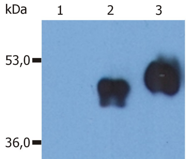 CD14 Antibody - Western Blotting analysis (non-reducing conditions) of over-expressed human CD14 using anti-CD14 (MEM-18).  Lane 1: whole cell lysate HEK 293 transfected with empty vector  Lane 2: tissue culture supernatant collected after cultivation of HEK 293 transfected with human CD14 cDNA  Lane 3: whole cell lysate of HEK 293 transfected with human CD14 cDNA