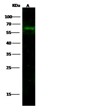 CD14 Antibody - Anti-CD14 rabbit monoclonal antibody at 1:500 dilution. Lane A: SW480 Whole Cell Lysate. Lysates/proteins at 30 ug per lane. Secondary: Goat Anti-Rabbit IgG H&L (Dylight800) at 1/10000 dilution. Developed using the Odyssey technique. Performed under reducing conditions. Predicted band size: 40 kDa. Observed band size: 63 kDa.