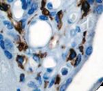 CD14 Antibody - IHC of CD14 on FFPE Placenta tissue. This image was taken for the unmodified form of this product. Other forms have not been tested.