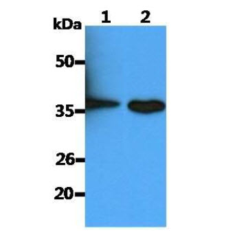 CD14 Antibody - The cell lysates (40ug) were resolved by SDS-PAGE, transferred to PVDF membrane and probed with anti-human CD14 antibody (1:500). Proteins were visualized using a goat anti-mouse secondary antibody conjugated to HRP and an ECL detection system. Lane 1.: HeLa cell lysate Lane 2.: A549 cell lysate