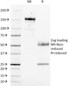 CD14 Antibody - SDS-PAGE Analysis of Purified, BSA-Free Anti-CD14 Antibody (clone LPSR/553). Confirmation of Integrity and Purity of the Antibody.