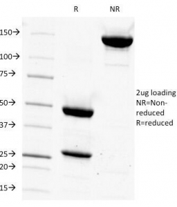 CD14 Antibody - SDS-PAGE Analysis of Purified, BSA-Free CD14 Antibody (clone LPSR/927). Confirmation of Integrity and Purity of the Antibody.
