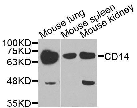 CD14 Antibody - Western blot analysis of extracts of various cells.