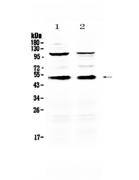 CD14 Antibody - Western blot - Anti-CD14 Picoband Antibody