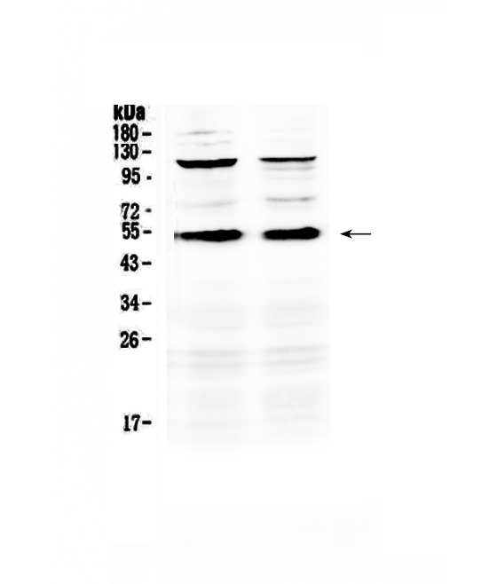 CD14 Antibody - Western blot - Anti-CD14 Picoband antibody