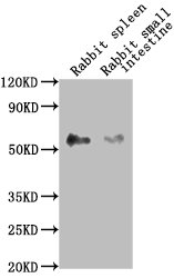 CD14 Antibody - Western Blot detected in Rabbit Spleen and Rabbit Small Intestine tissues