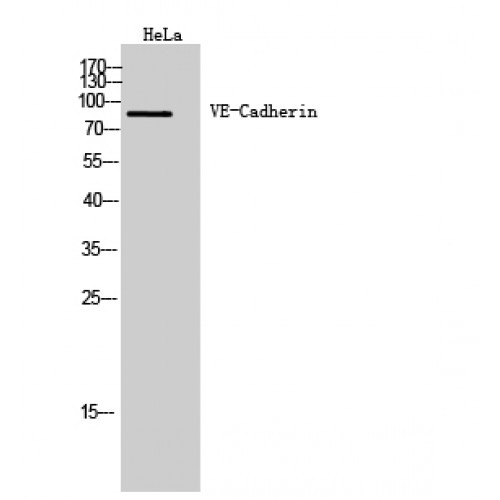 CD144 / CDH5 / VE Cadherin Antibody - Western blot of VE-Cadherin antibody