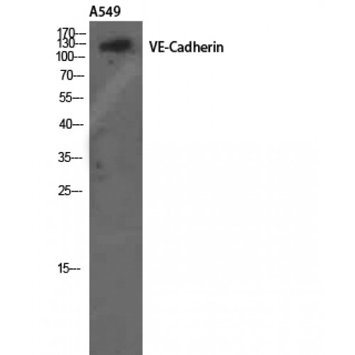 CD144 / CDH5 / VE Cadherin Antibody - Western blot of VE-Cadherin antibody