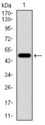 CD144 / CDH5 / VE Cadherin Antibody - Western blot using CDH5 monoclonal antibody against human CDH5 recombinant protein. (Expected MW is 47.6 kDa)