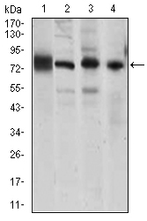 CD144 / CDH5 / VE Cadherin Antibody - Western blot using CDH5 mouse monoclonal antibody against HUVE-12 (1), A549 (2), NIH3T3 (4) cell lysate, and Mouse lung (3) tissue lysate.