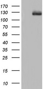 CD144 / CDH5 / VE Cadherin Antibody - HEK293T cells were transfected with the pCMV6-ENTRY control (Left lane) or pCMV6-ENTRY CDH5 (Right lane) cDNA for 48 hrs and lysed. Equivalent amounts of cell lysates (5 ug per lane) were separated by SDS-PAGE and immunoblotted with anti-CDH5.