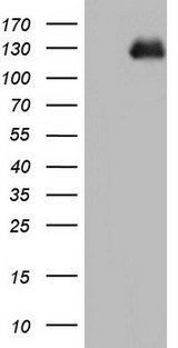 CD144 / CDH5 / VE Cadherin Antibody - HEK293T cells were transfected with the pCMV6-ENTRY control. (Left lane) or pCMV6-ENTRY CDH5. (Right lane) cDNA for 48 hrs and lysed. Equivalent amounts of cell lysates. (5 ug per lane) were separated by SDS-PAGE and immunoblotted with anti-CDH5.