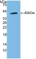 CD144 / CDH5 / VE Cadherin Antibody - Western Blot; Sample: Recombinant CDH5, Rat.