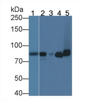CD144 / CDH5 / VE Cadherin Antibody - Western Blot; Sample: Recombinant CDH5, Human.