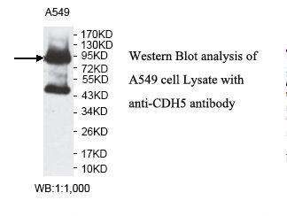 CD144 / CDH5 / VE Cadherin Antibody