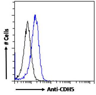 CD144 / CDH5 / VE Cadherin Antibody - Flow cytometric analysis of paraformaldehyde fixed HeLa cells (blue line), permeabilized with 0.5% Triton. Primary incubation 1hr (10ug/ml) followed by Alexa Fluor 488 secondary antibody (1ug/ml). IgG control: Unimmunized goat IgG (black line) followed by Alexa Fluor 488 secondary antibody.