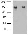 CD144 / CDH5 / VE Cadherin Antibody - Non-reduced (left) and reduced (right) bEnd.3 cell lysates were loaded at 1x105 cells/lane, probed with 2 ug/mL purified BV14 and revealed with HRP anti-rat IgG.